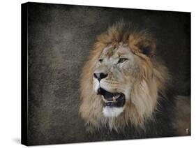 Male Lion Portrait 2-Jai Johnson-Stretched Canvas