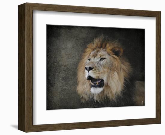 Male Lion Portrait 2-Jai Johnson-Framed Giclee Print