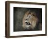 Male Lion Portrait 2-Jai Johnson-Framed Giclee Print