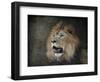 Male Lion Portrait 2-Jai Johnson-Framed Giclee Print