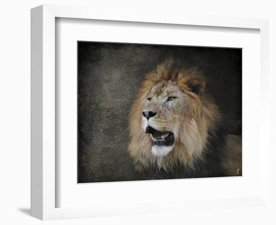 Male Lion Portrait 2-Jai Johnson-Framed Giclee Print