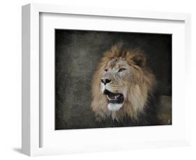 Male Lion Portrait 2-Jai Johnson-Framed Giclee Print