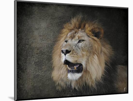 Male Lion Portrait 2-Jai Johnson-Mounted Giclee Print