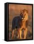 Male Lion Portrait in Evening Light, Etosha National Park, Namibia-Tony Heald-Framed Stretched Canvas