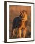 Male Lion Portrait in Evening Light, Etosha National Park, Namibia-Tony Heald-Framed Photographic Print