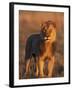 Male Lion Portrait in Evening Light, Etosha National Park, Namibia-Tony Heald-Framed Photographic Print