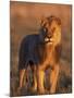 Male Lion Portrait in Evening Light, Etosha National Park, Namibia-Tony Heald-Mounted Photographic Print