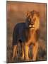 Male Lion Portrait in Evening Light, Etosha National Park, Namibia-Tony Heald-Mounted Photographic Print
