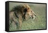 Male Lion Resting in Grass-null-Framed Stretched Canvas