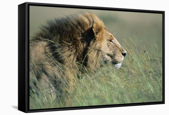 Male Lion Resting in Grass-null-Framed Stretched Canvas