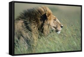 Male Lion Resting in Grass-null-Framed Stretched Canvas