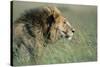 Male Lion Resting in Grass-null-Stretched Canvas