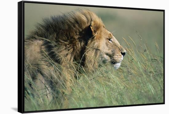 Male Lion Resting in Grass-null-Framed Stretched Canvas