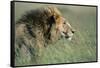 Male Lion Resting in Grass-null-Framed Stretched Canvas