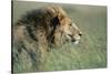 Male Lion Resting in Grass-null-Stretched Canvas