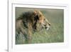 Male Lion Resting in Grass-null-Framed Photographic Print