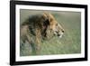 Male Lion Resting in Grass-null-Framed Photographic Print