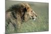 Male Lion Resting in Grass-null-Mounted Photographic Print