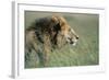 Male Lion Resting in Grass-null-Framed Photographic Print