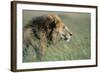 Male Lion Resting in Grass-null-Framed Photographic Print