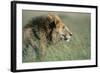 Male Lion Resting in Grass-null-Framed Photographic Print