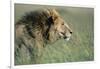 Male Lion Resting in Grass-null-Framed Photographic Print