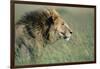 Male Lion Resting in Grass-null-Framed Photographic Print