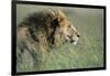 Male Lion Resting in Grass-null-Framed Photographic Print