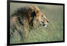 Male Lion Resting in Grass-null-Framed Photographic Print