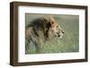 Male Lion Resting in Grass-null-Framed Photographic Print