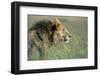 Male Lion Resting in Grass-null-Framed Photographic Print