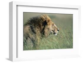 Male Lion Resting in Grass-null-Framed Photographic Print