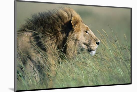 Male Lion Resting in Grass-null-Mounted Photographic Print