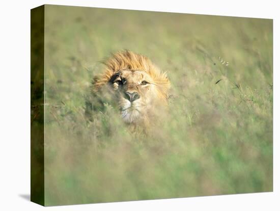 Male Lion Resting in Tall Grass-Paul Souders-Stretched Canvas