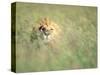 Male Lion Resting in Tall Grass-Paul Souders-Stretched Canvas