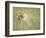 Male Lion Resting in Tall Grass-Paul Souders-Framed Photographic Print