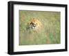 Male Lion Resting in Tall Grass-Paul Souders-Framed Photographic Print