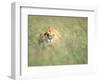 Male Lion Resting in Tall Grass-Paul Souders-Framed Photographic Print