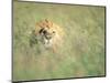 Male Lion Resting in Tall Grass-Paul Souders-Mounted Photographic Print