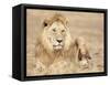 Male Lion Resting in the Grass, Kenya, East Africa, Africa-James Gritz-Framed Stretched Canvas
