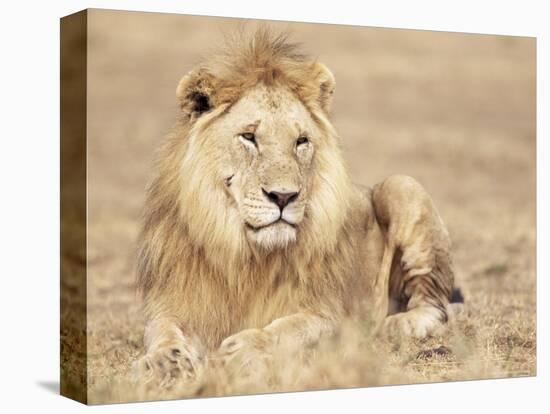 Male Lion Resting in the Grass, Kenya, East Africa, Africa-James Gritz-Stretched Canvas