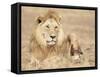 Male Lion Resting in the Grass, Kenya, East Africa, Africa-James Gritz-Framed Stretched Canvas