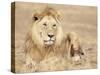 Male Lion Resting in the Grass, Kenya, East Africa, Africa-James Gritz-Stretched Canvas