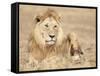 Male Lion Resting in the Grass, Kenya, East Africa, Africa-James Gritz-Framed Stretched Canvas