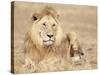 Male Lion Resting in the Grass, Kenya, East Africa, Africa-James Gritz-Stretched Canvas