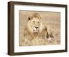 Male Lion Resting in the Grass, Kenya, East Africa, Africa-James Gritz-Framed Photographic Print