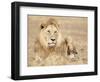 Male Lion Resting in the Grass, Kenya, East Africa, Africa-James Gritz-Framed Photographic Print