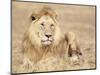 Male Lion Resting in the Grass, Kenya, East Africa, Africa-James Gritz-Mounted Photographic Print