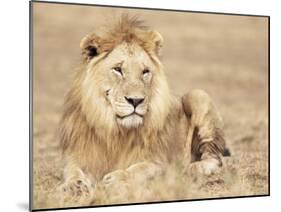 Male Lion Resting in the Grass, Kenya, East Africa, Africa-James Gritz-Mounted Photographic Print