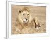 Male Lion Resting in the Grass, Kenya, East Africa, Africa-James Gritz-Framed Photographic Print